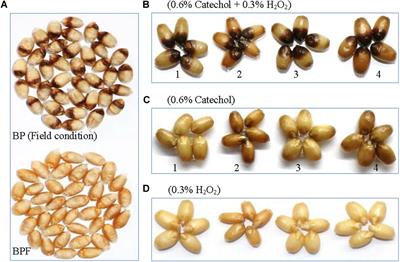 Enzymatic Browning in Wheat Kernels Produces Symptom of Black Point Caused by Bipolaris sorokiniana